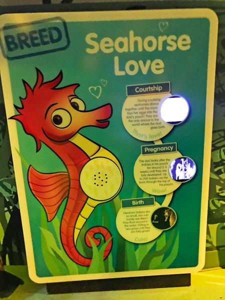 Seahorse Love poster
